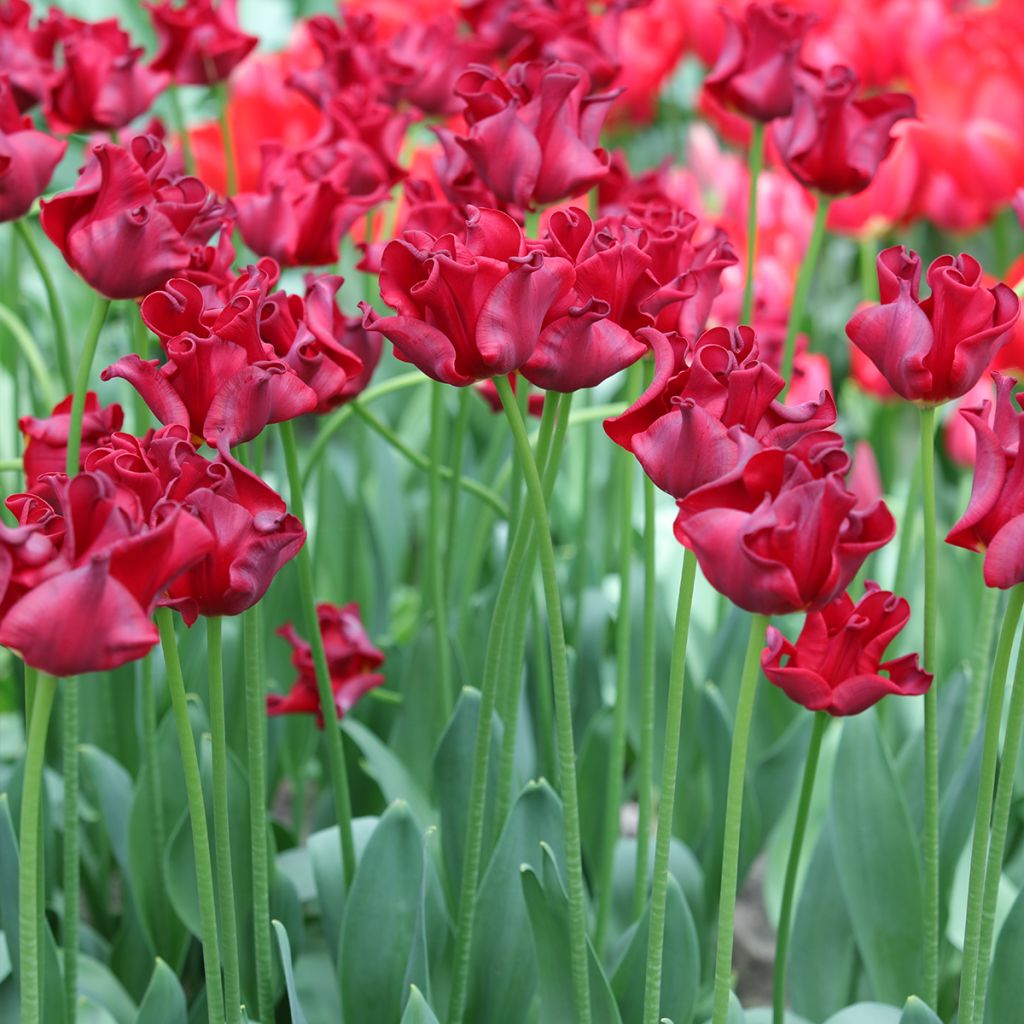 Tulipe couronne Red Dress