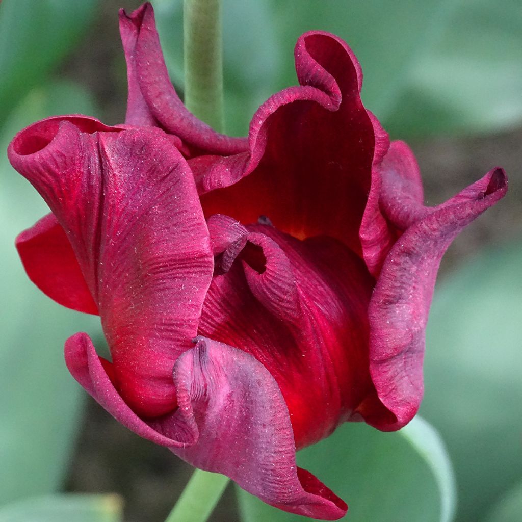 Tulipe couronne Red Dress