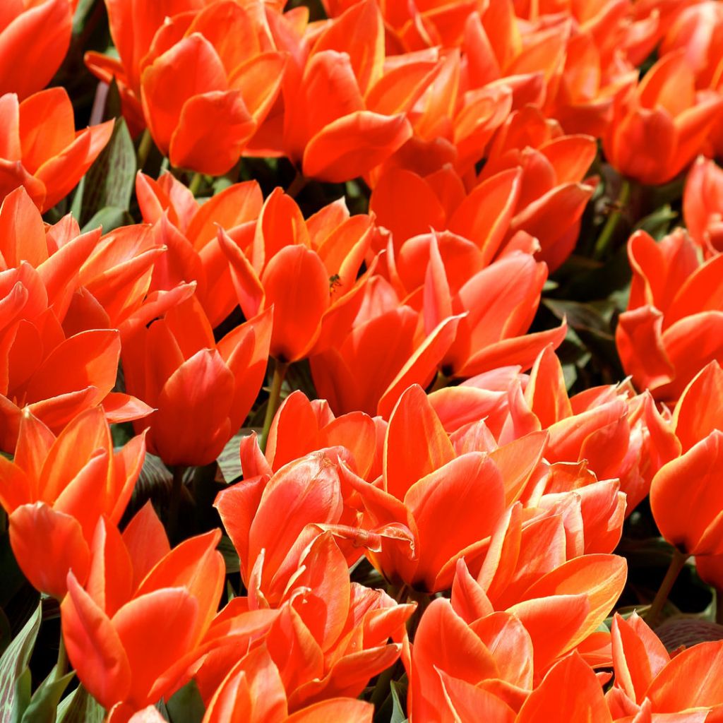 Tulipa kaufmanniana Early Harvest