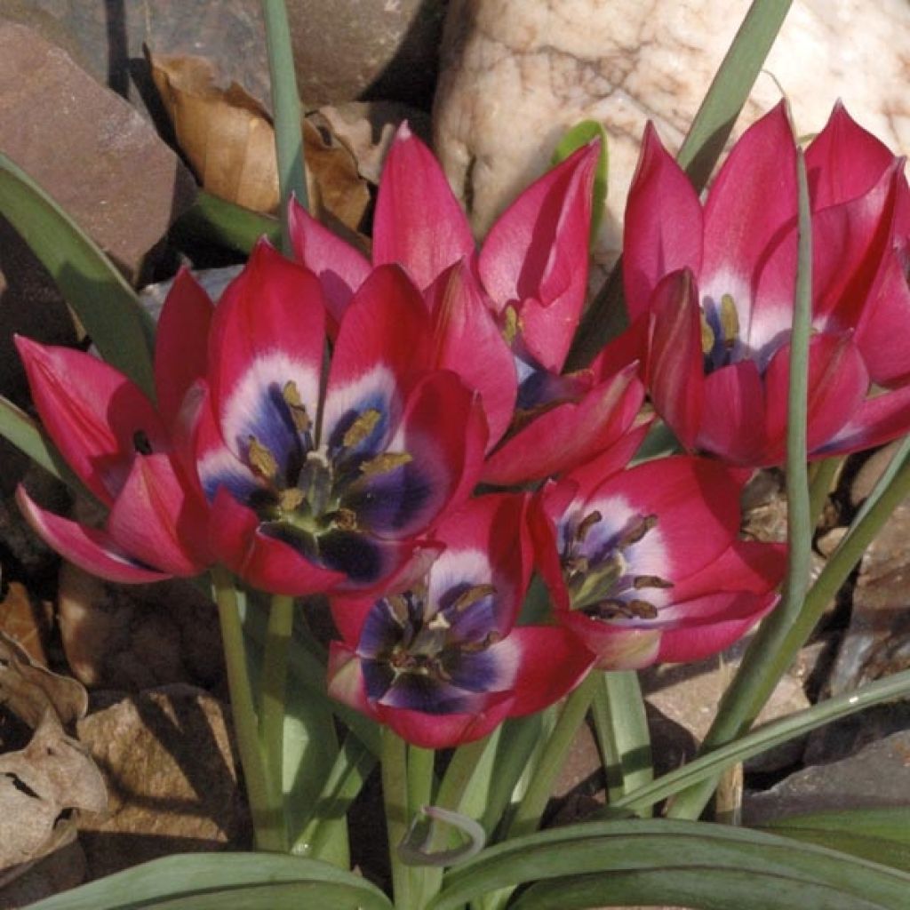 Tulipa hageri Little Beauty - Balkan-Tulpe