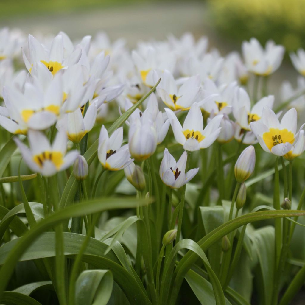 Tulipa saxatilis - Felsen-Tulpe