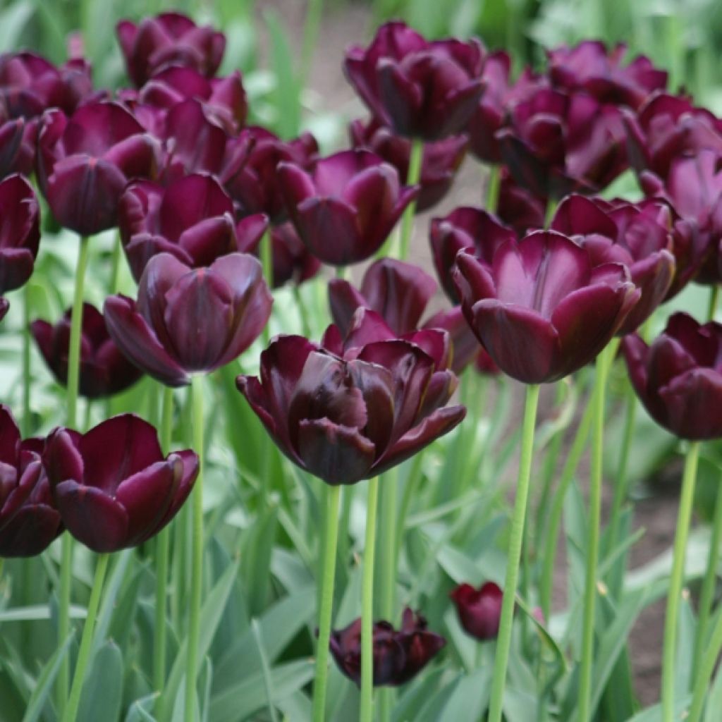 Triumph-Tulpe Black Jack