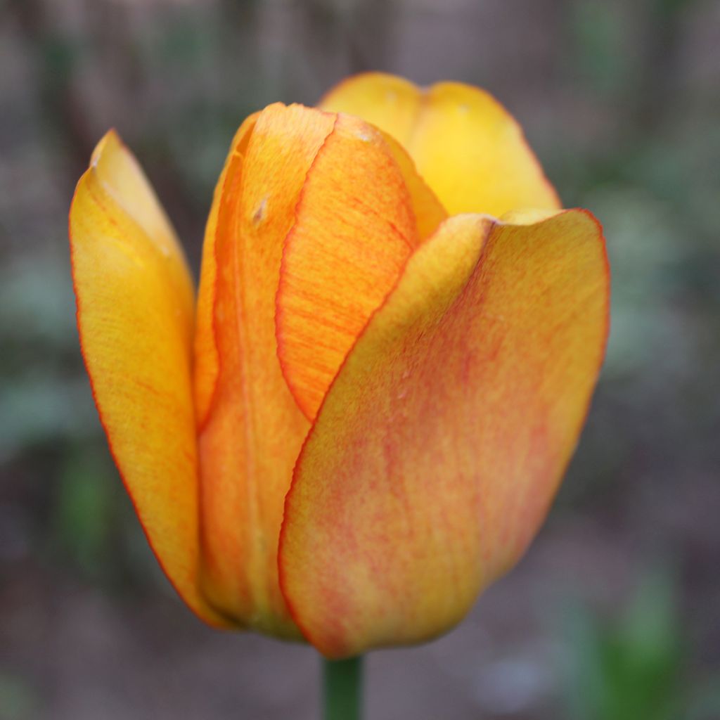 Darwin-Hybrid-Tulpe Blushing Apeldoorn