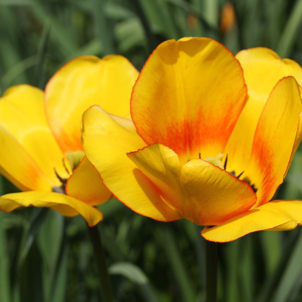 Darwin-Hybrid-Tulpe Blushing Apeldoorn