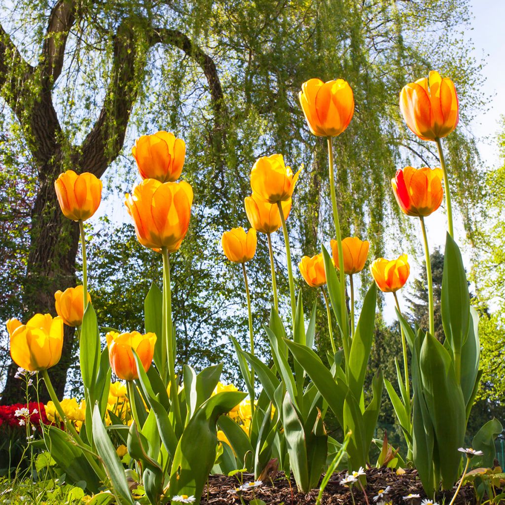 Darwin-Hybrid-Tulpe Blushing Apeldoorn