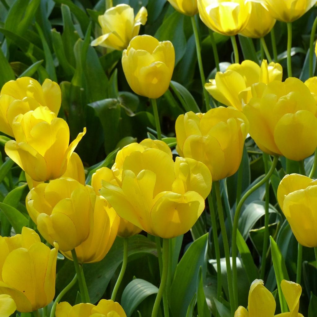 Tulipe Darwin Golden Apeldoorn