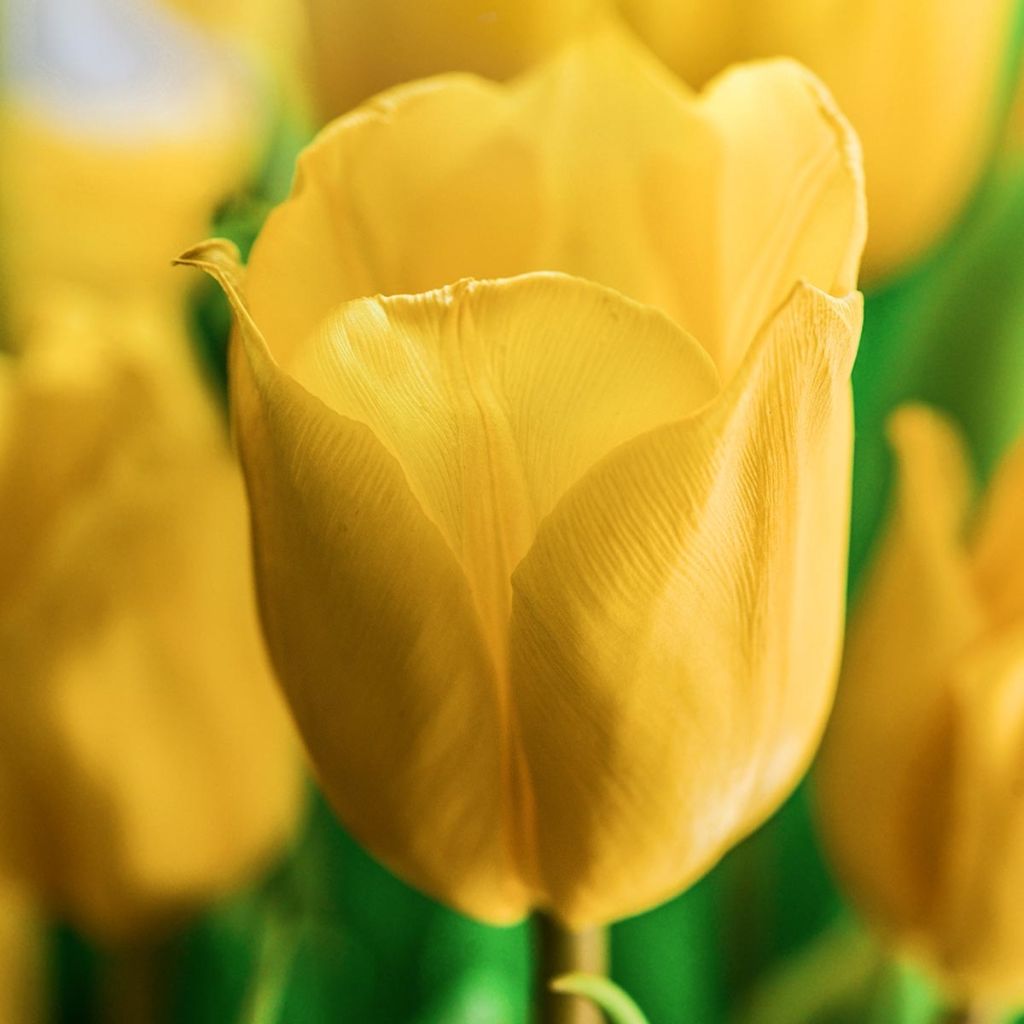 Tulipe Darwin Golden Apeldoorn