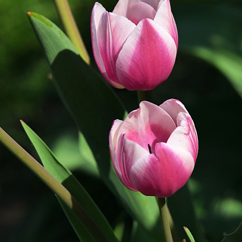 Darwin-Hybrid-Tulpe Ollioules