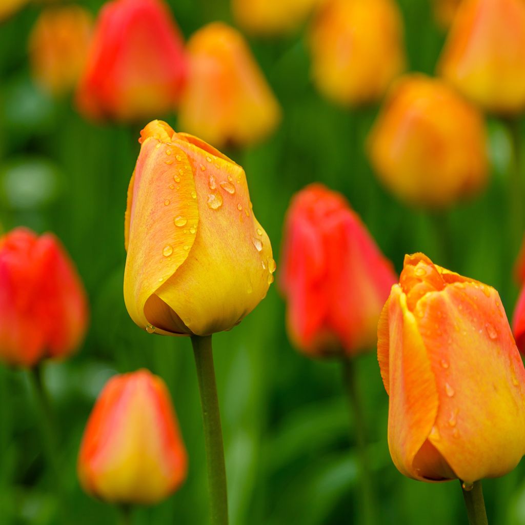 Darwin-Hybrid-Tulpe Orange Lion