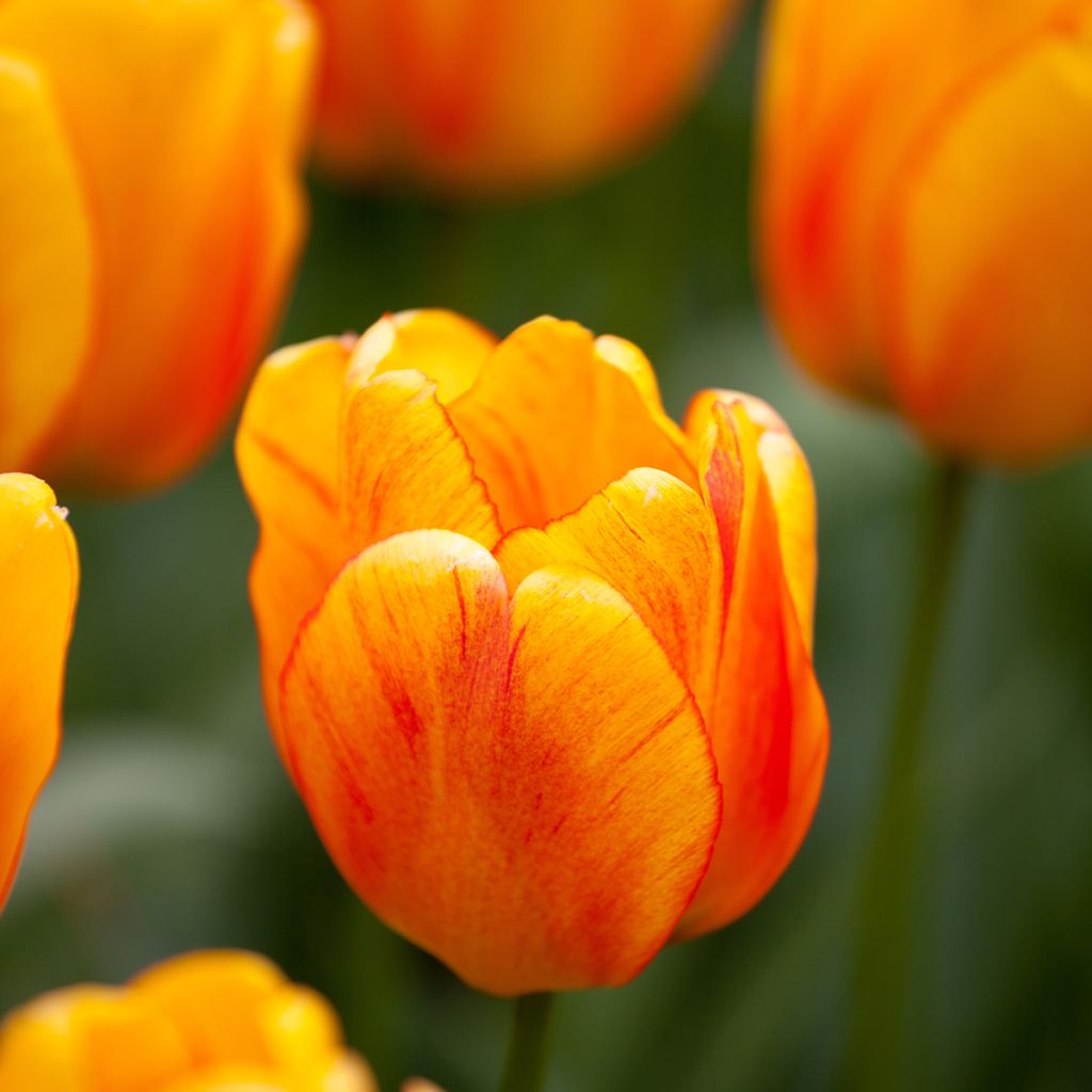 Darwin-Hybrid-Tulpe Orange Lion