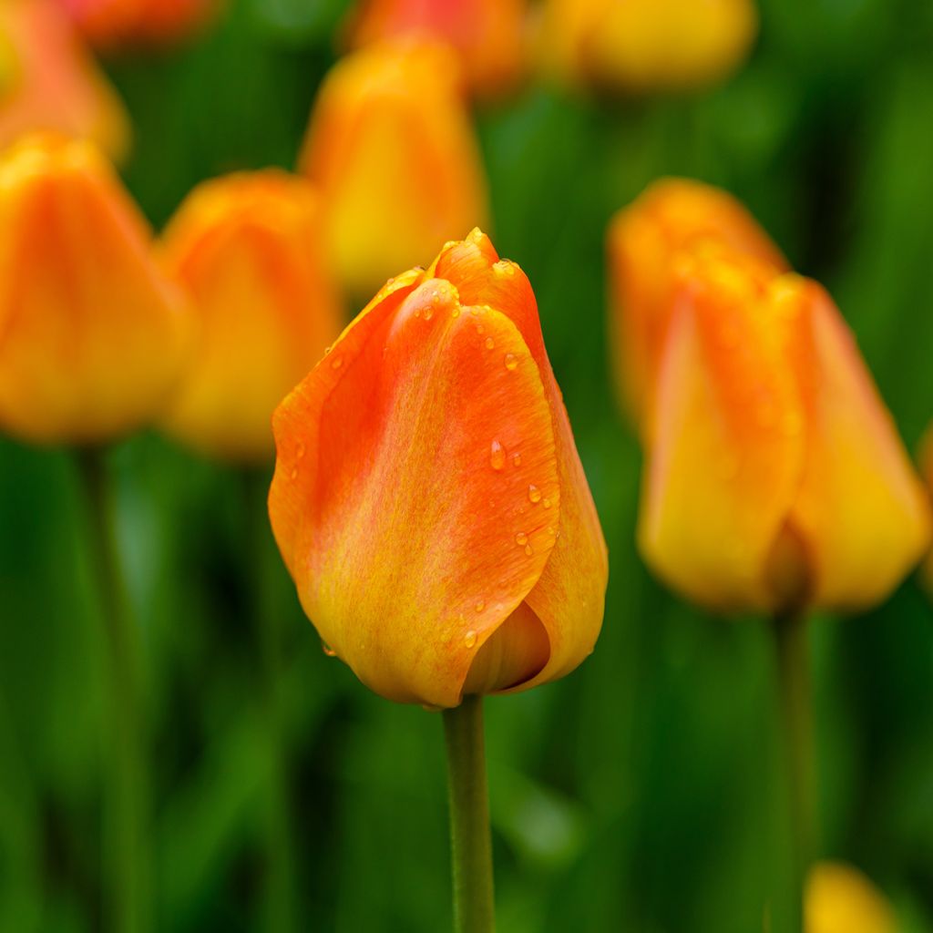 Darwin-Hybrid-Tulpe Orange Lion