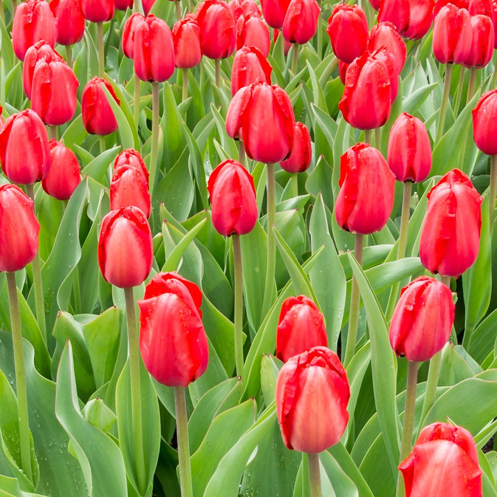 Darwin-Hybrid-Tulpe Red Impression