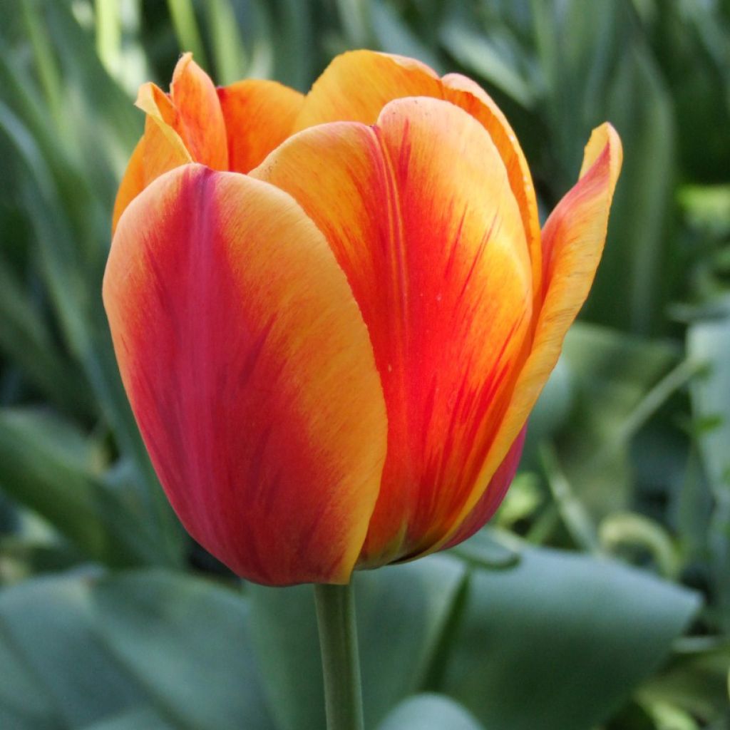 Darwin-Hybrid-Tulpe Apeldoorn's Elite