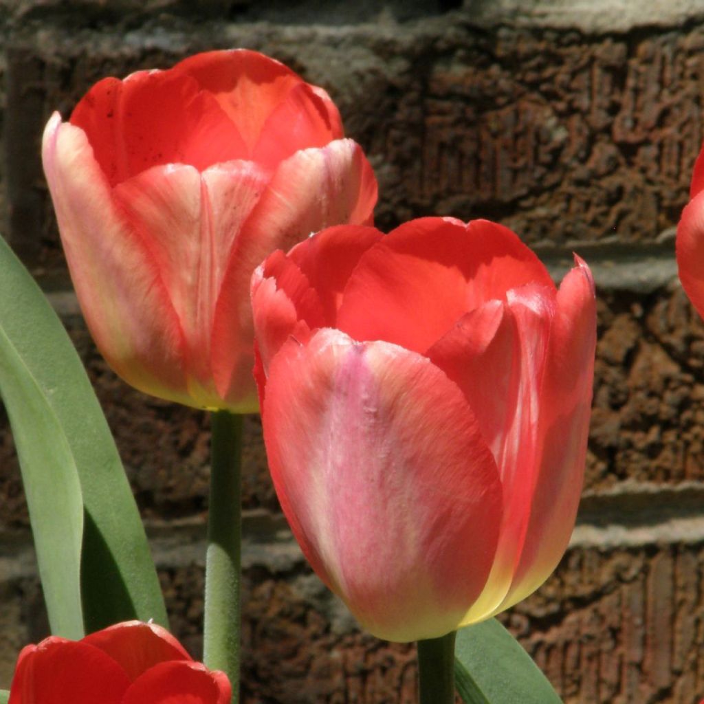 Tulipe Darwin Big Chief