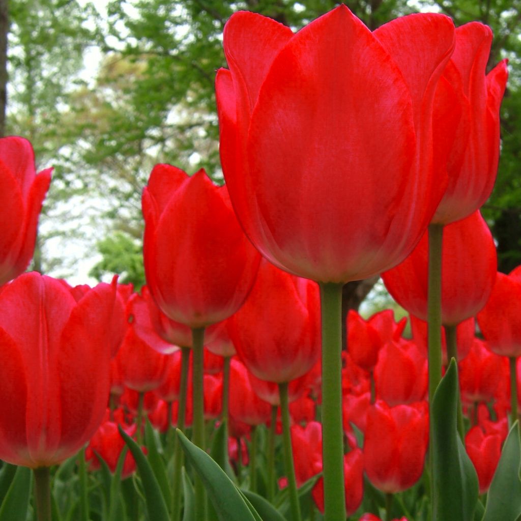 Darwin-Hybrid-Tulpe Red Impression