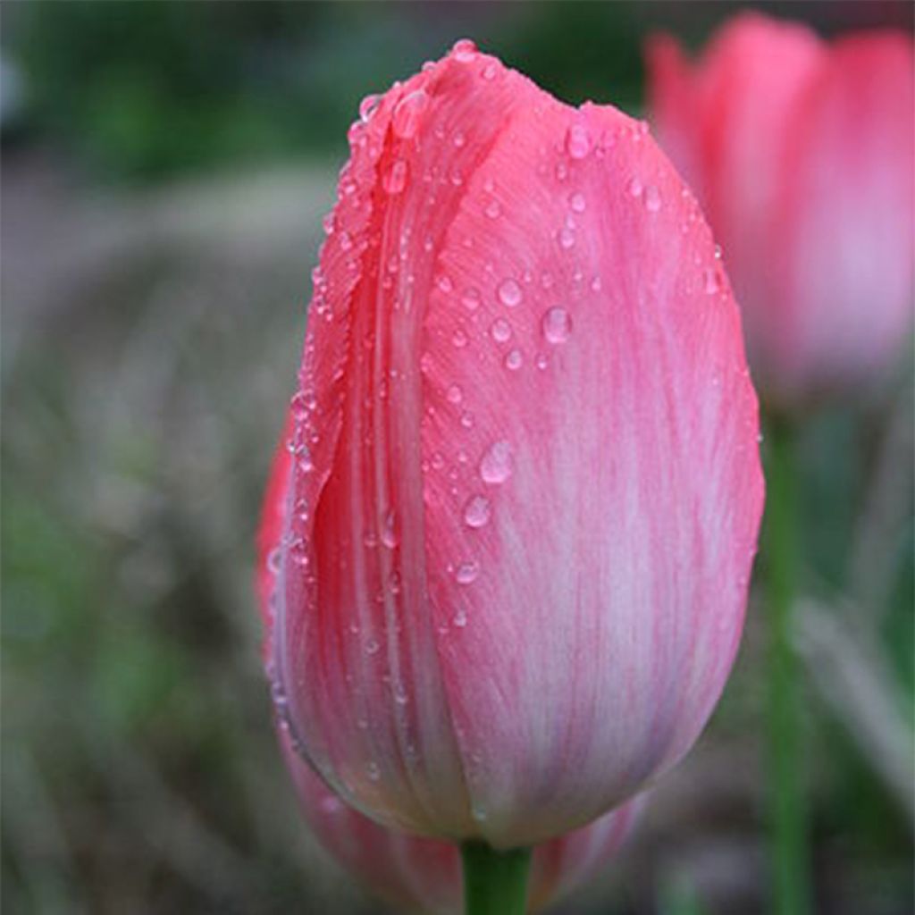 Darwin-Hybrid-Tulpe Van Eijk