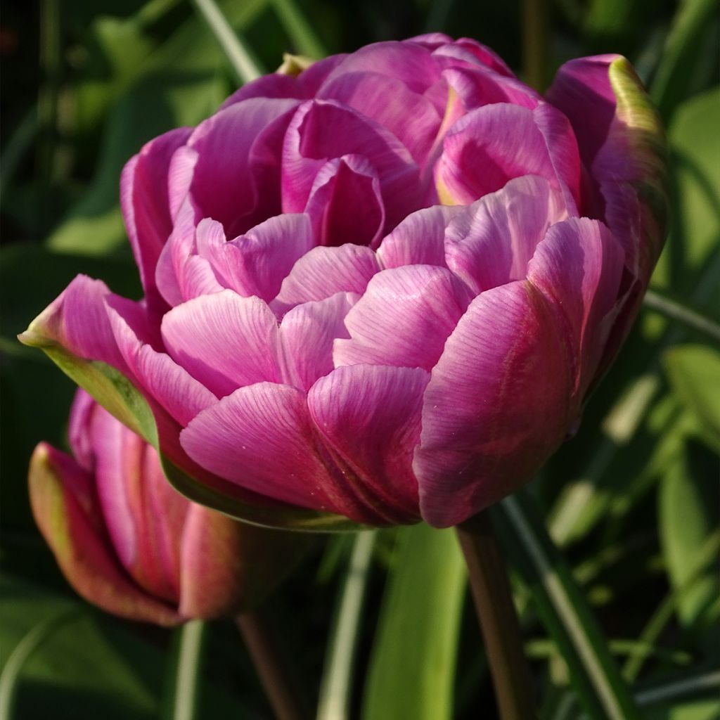 Späte Gefüllte Tulpe Diamant Bleu