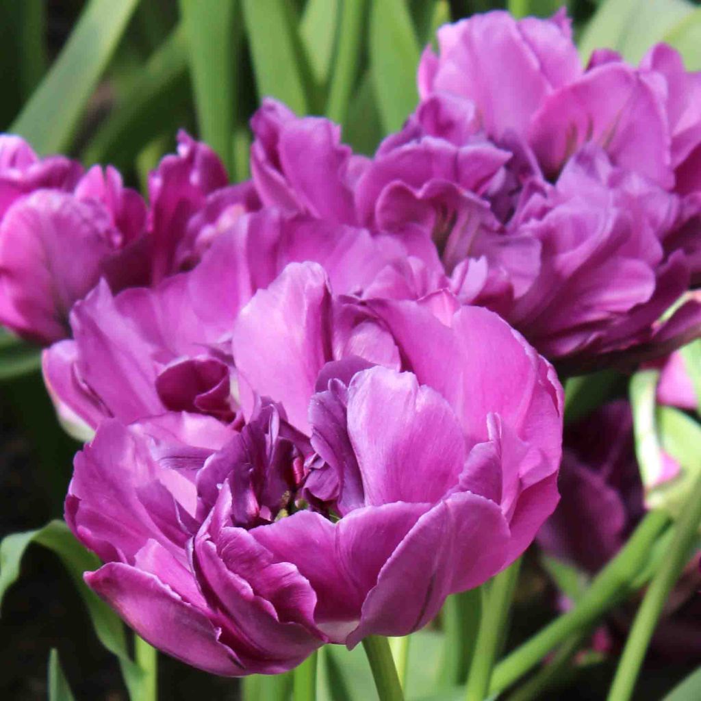 Frühe Gefüllte Tulpe Purple Pion