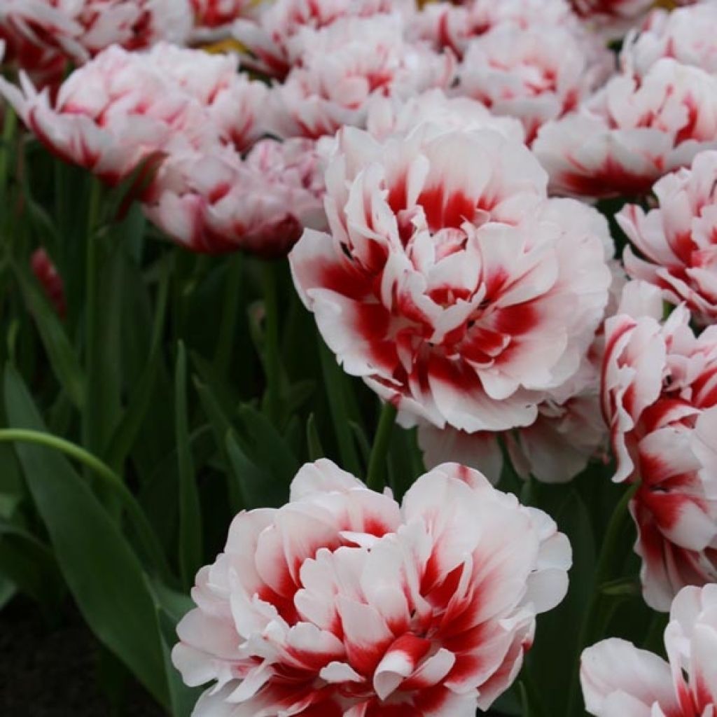 Tulipe Double Horizon