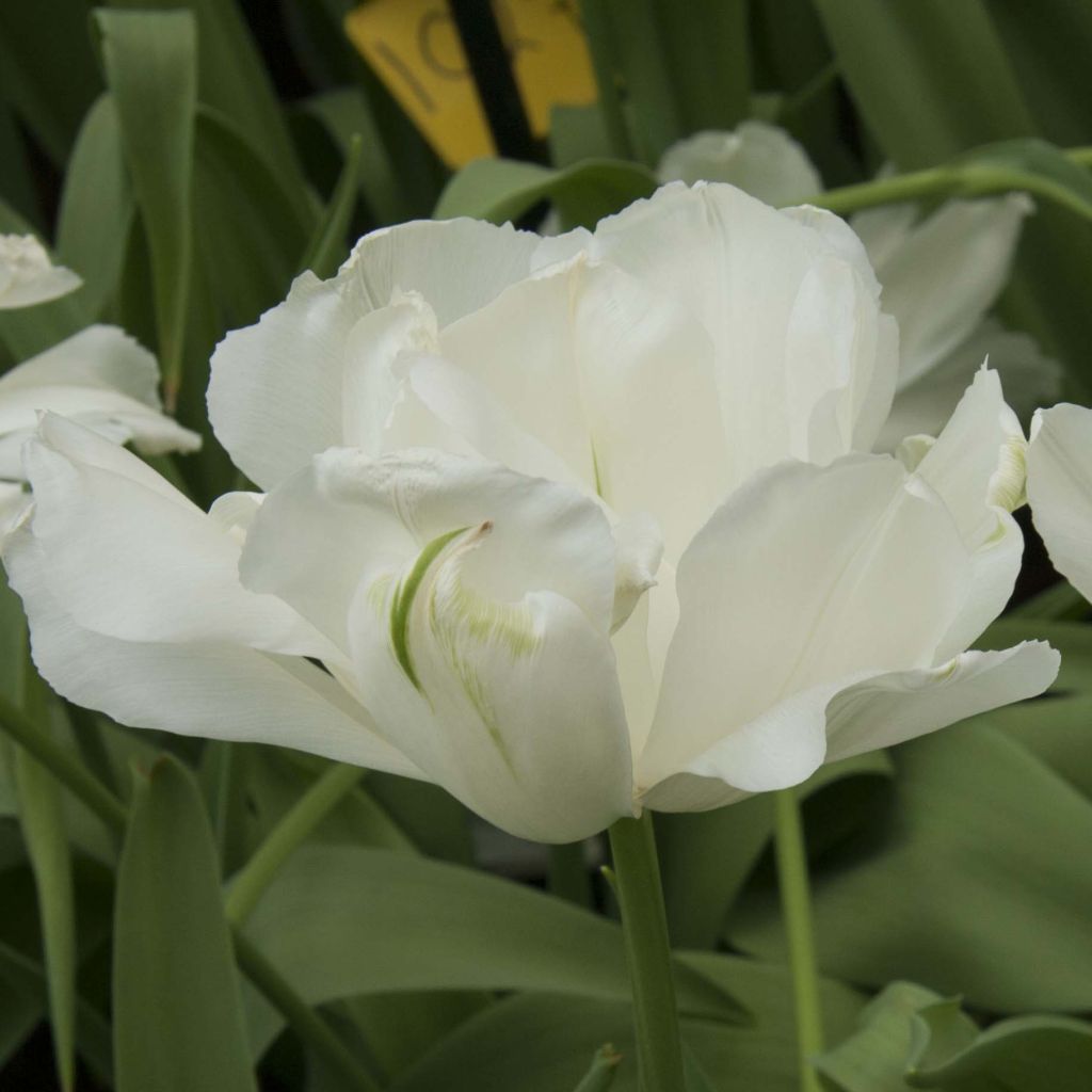 Tulipe double tardive Maureen Double