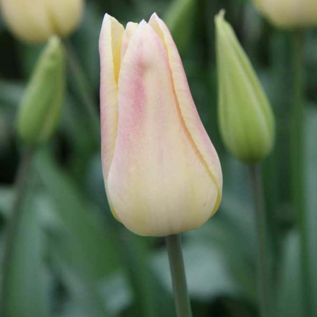 Tulipe Fleur De Lis Elegant Lady