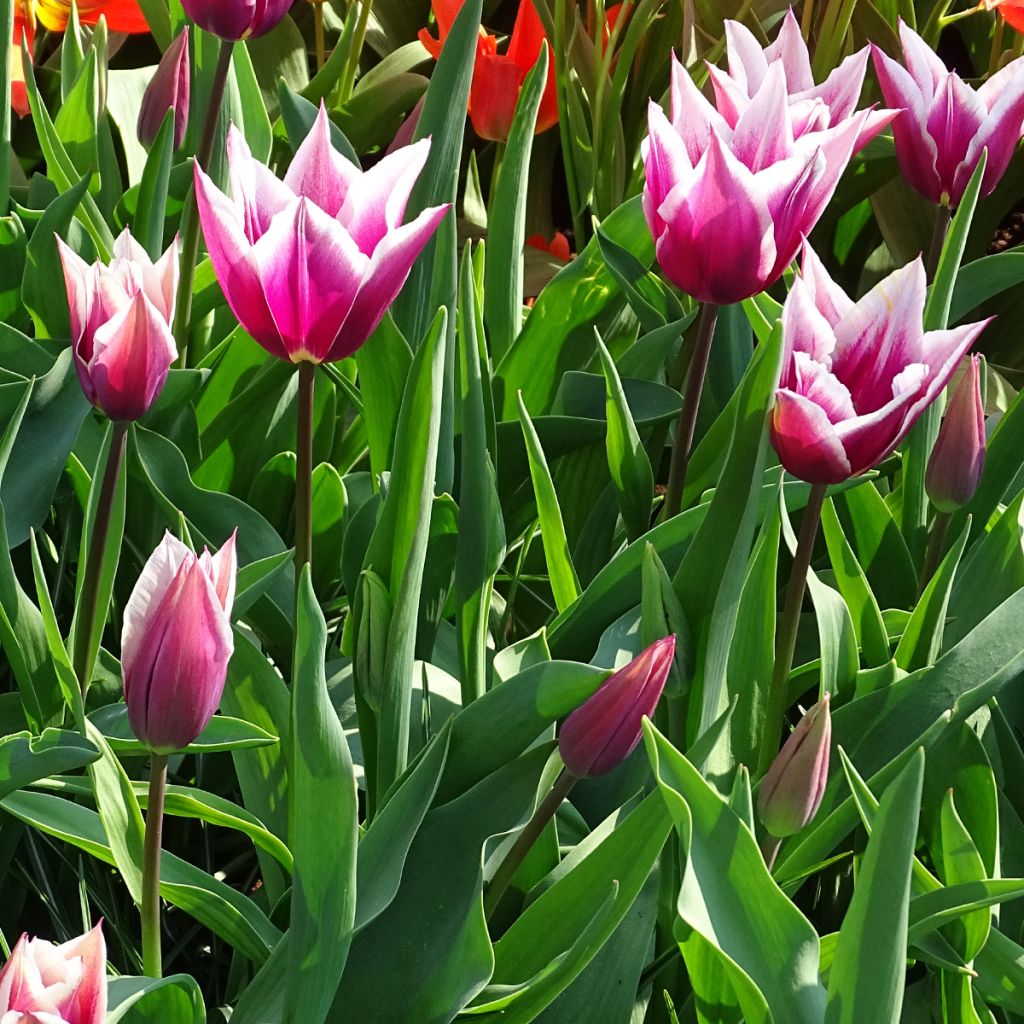 Lilienblütige Tulpe Claudia