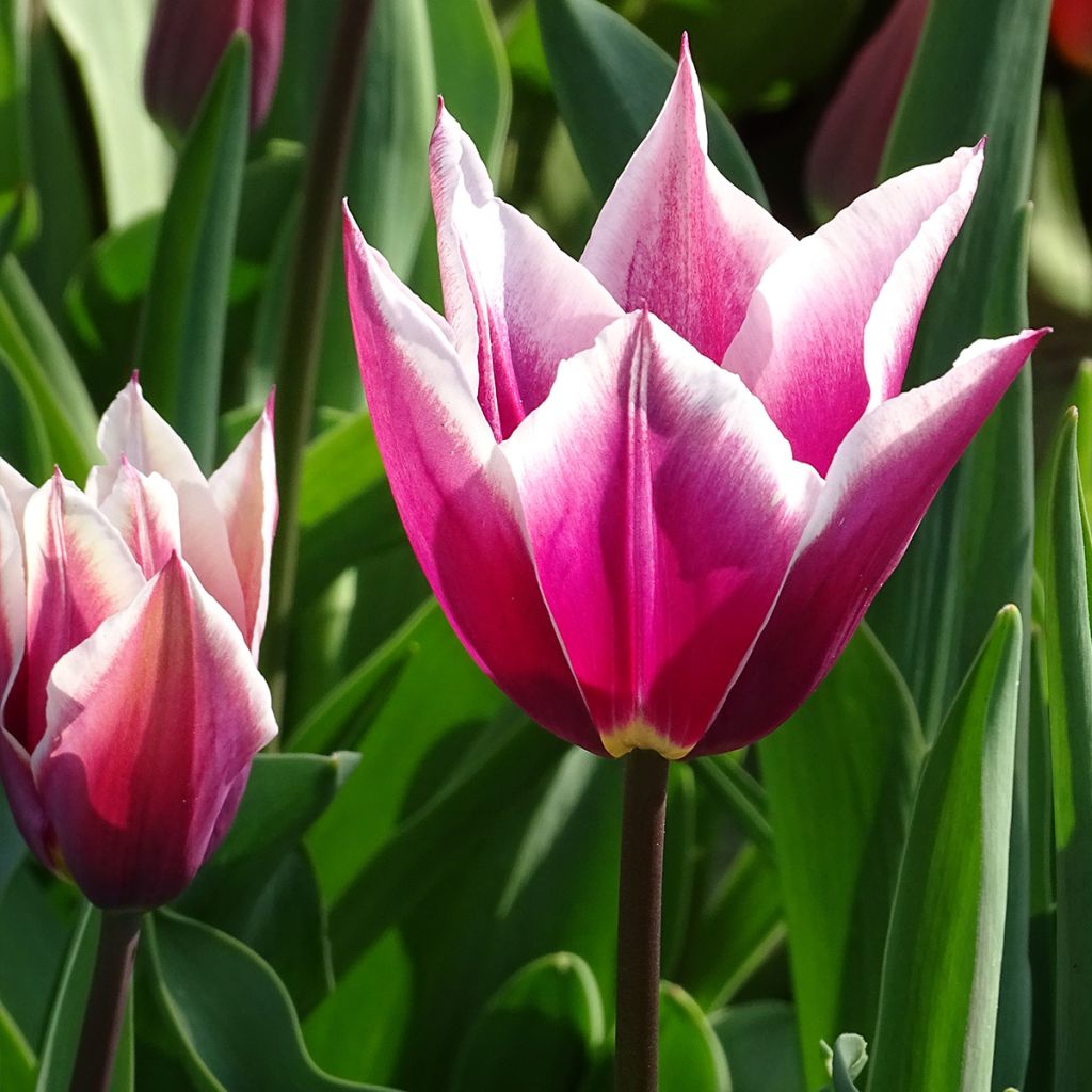 Lilienblütige Tulpe Claudia