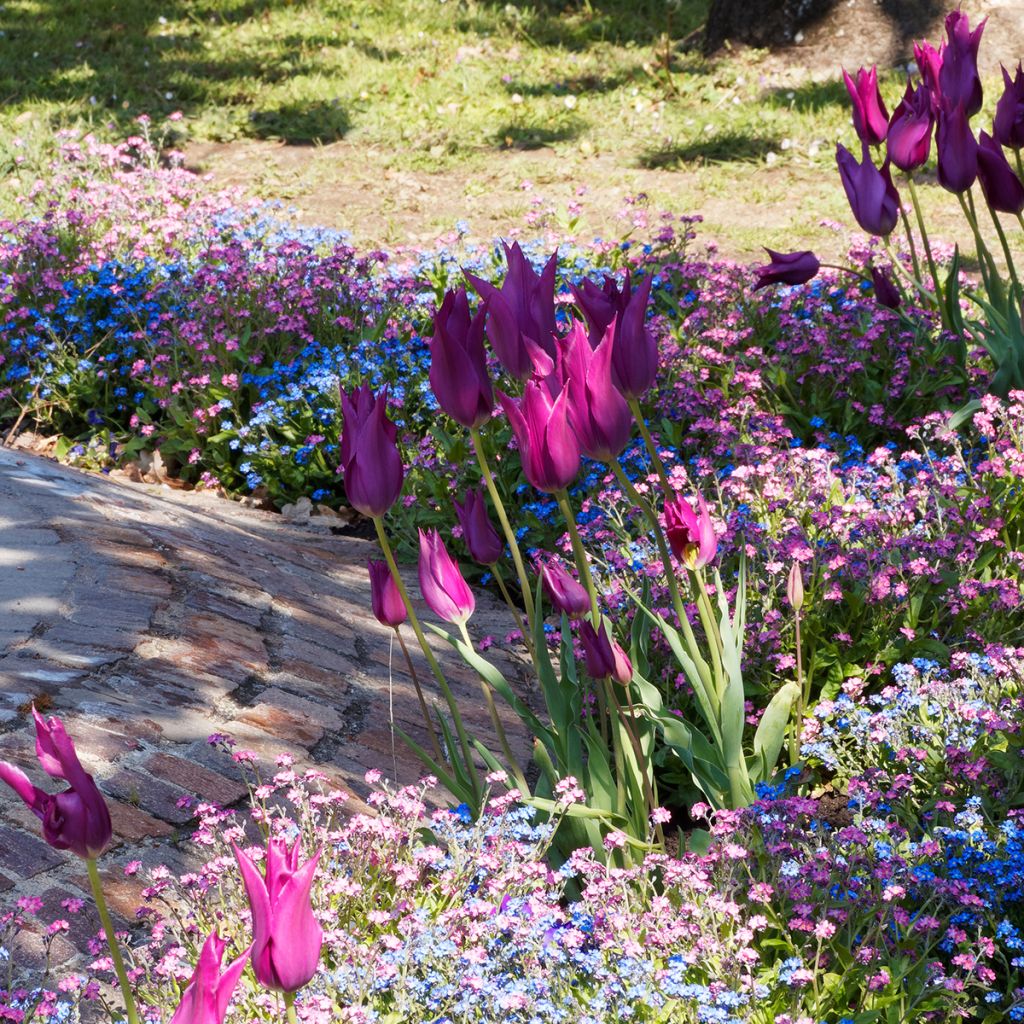 Lilienblütige Tulpe Burgundy