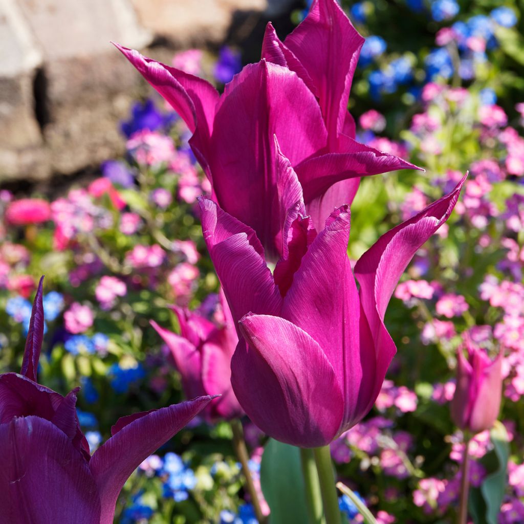 Lilienblütige Tulpe Burgundy