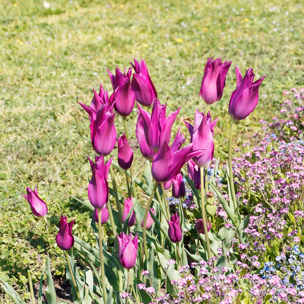 Lilienblütige Tulpe Burgundy