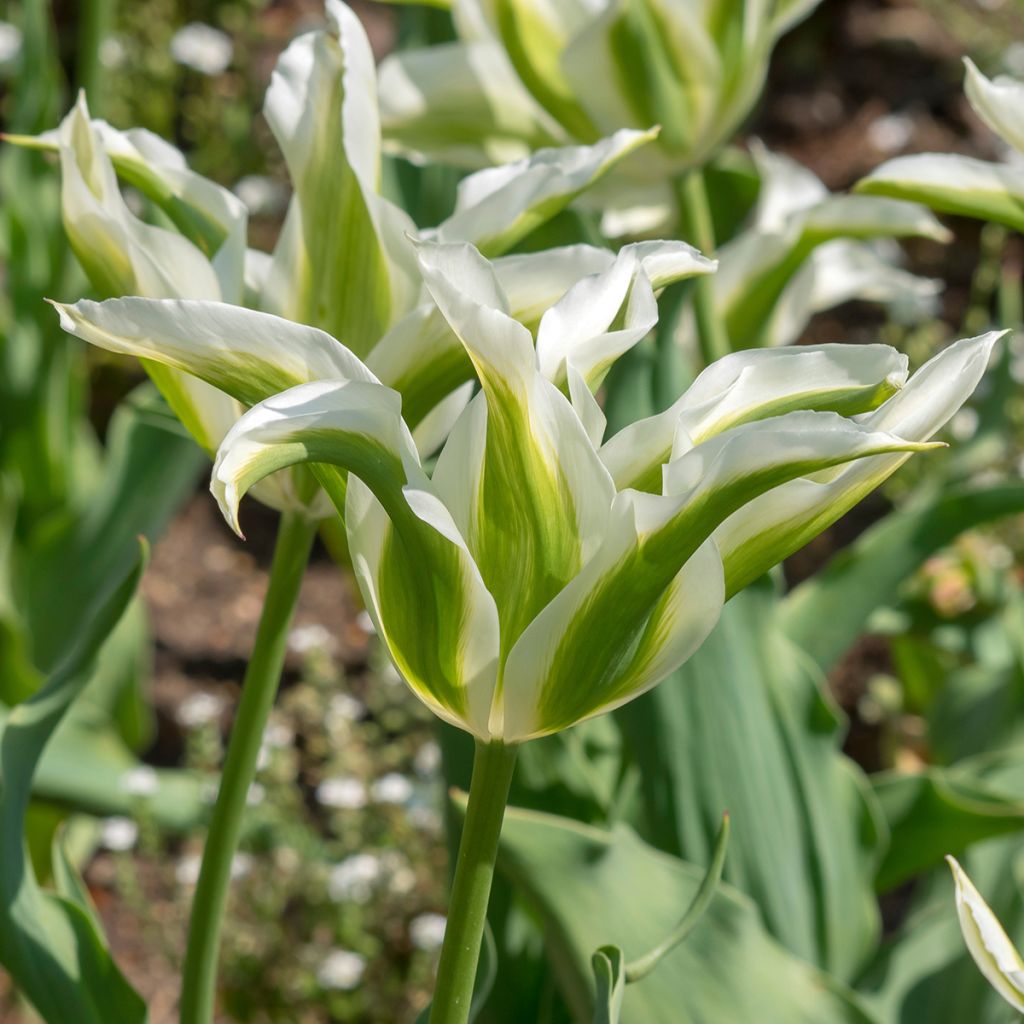 Lilienblütige Tulpe Greenstar