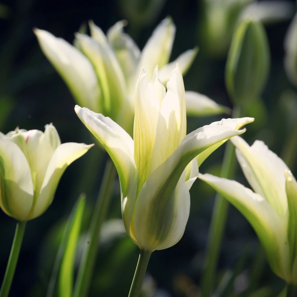 Lilienblütige Tulpe Greenstar