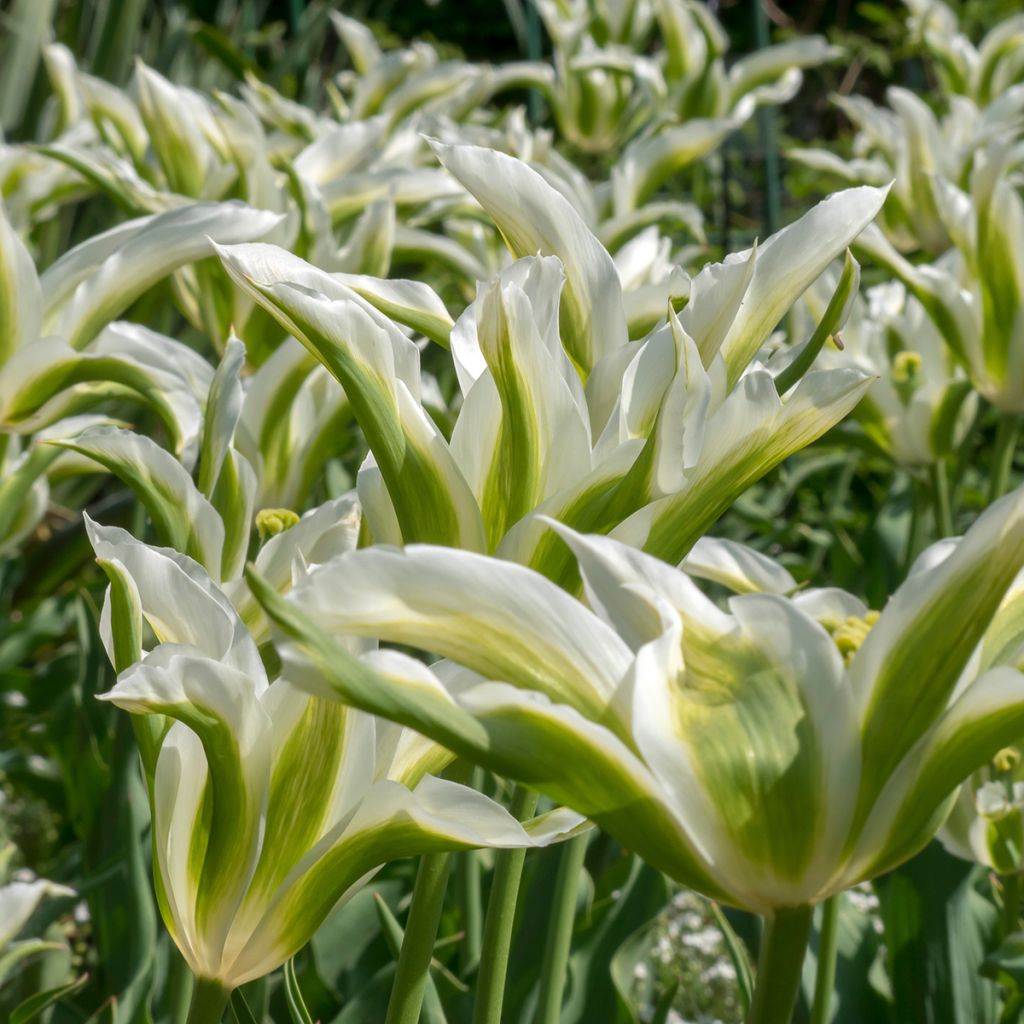 Lilienblütige Tulpe Greenstar