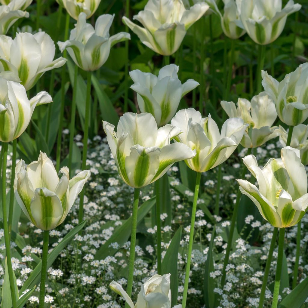 Lilienblütige Tulpe Greenstar