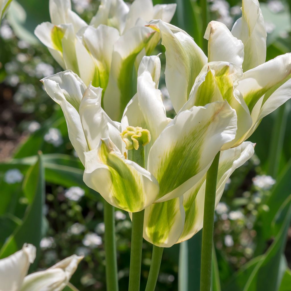 Lilienblütige Tulpe Greenstar