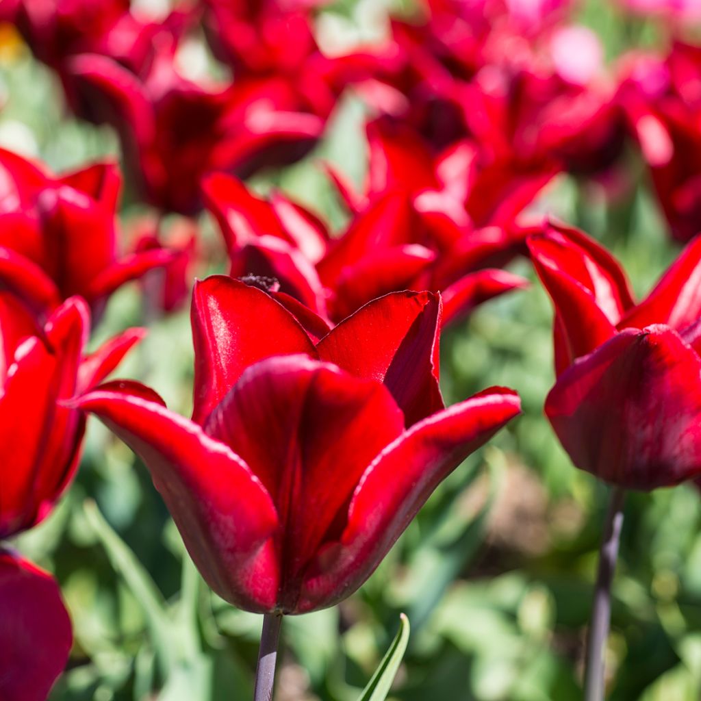 Lilienblütige Tulpe Lasting Love