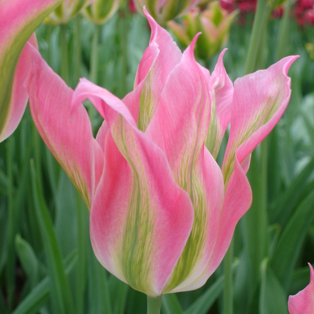 Tulipe Fleur de Lis Virichic