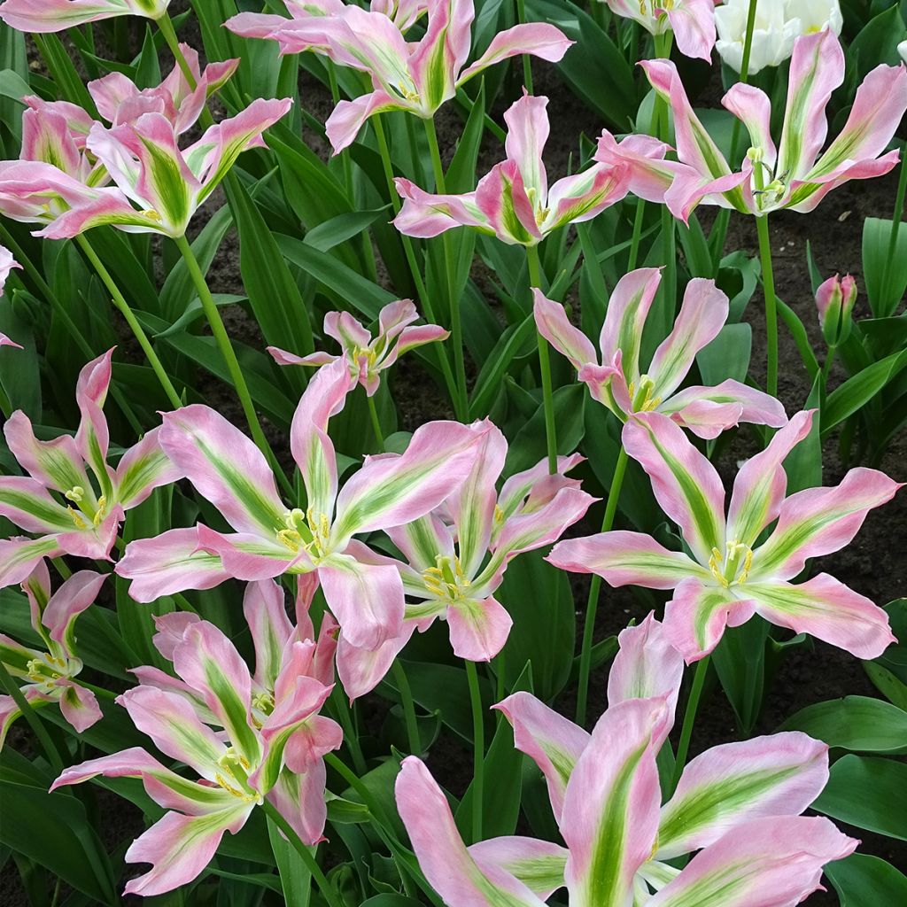 Tulipe Fleur de Lis Virichic