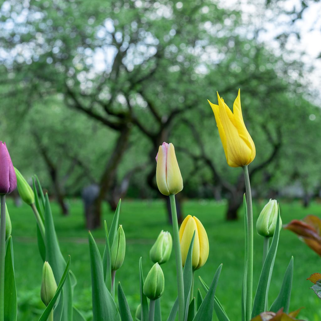 Lilienblütige Tulpe West Point