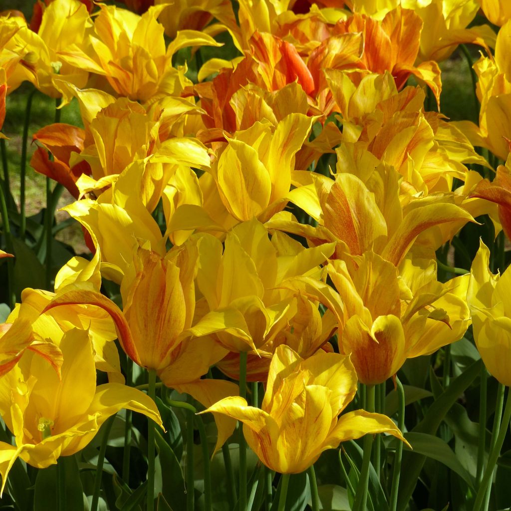 Lilienblütige Tulpe Vendée Globe