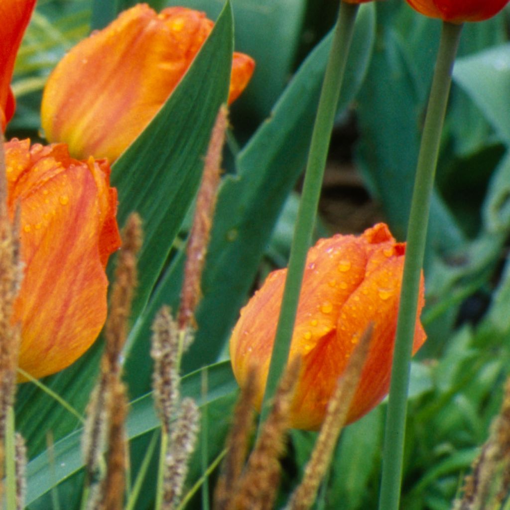 Frühe Einfache Tulpe Generaal De Wet