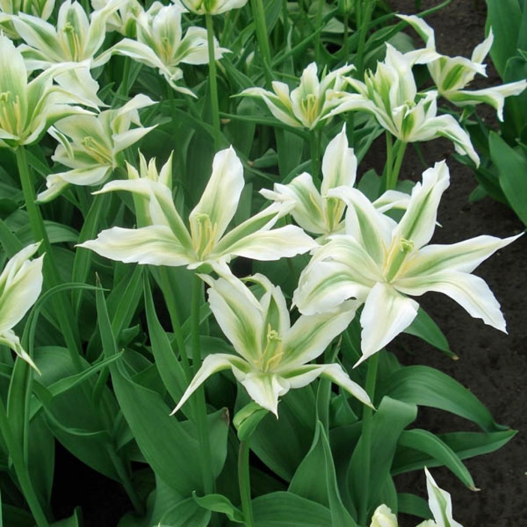 Tulipe Fleur de Lis Greenstar