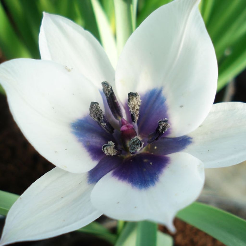 Tulipa humilis Albocaerula Oculata - Niedrige Tulpe