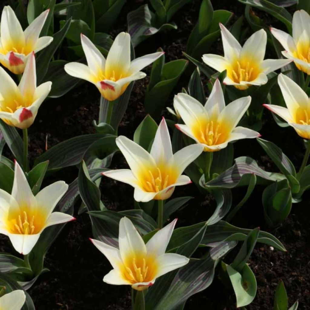 Tulipa kaufmanniana Johann Strauss