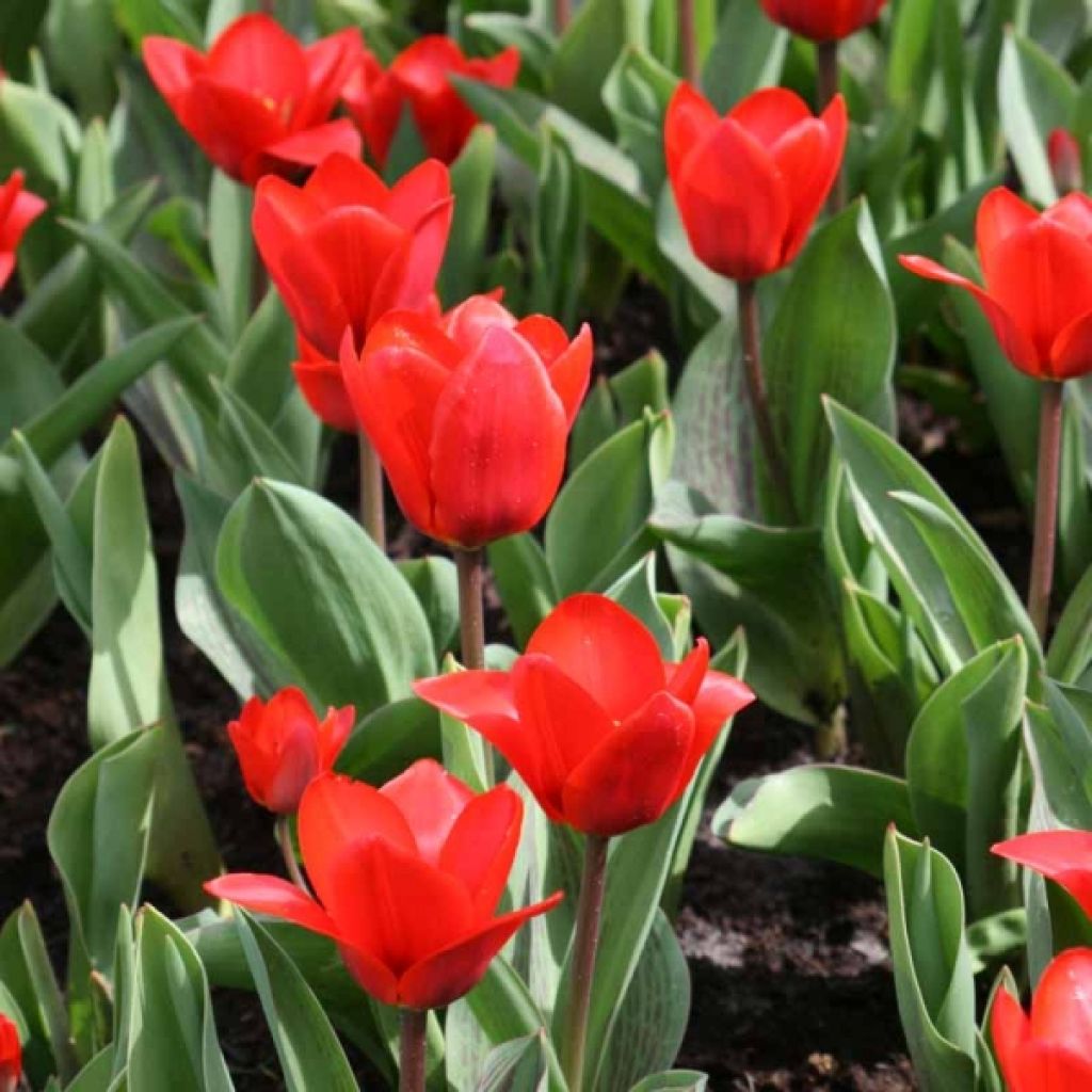 Tulipa kaufmanniana Showwinner