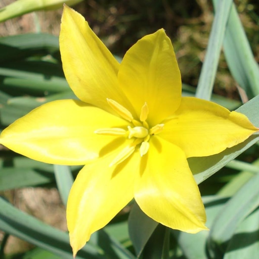 Tulipa kolpakowskiana - Kolpakowskis Tulpe