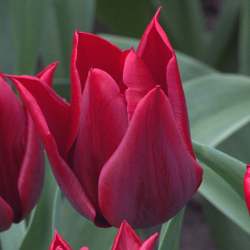 Lilienblütige Tulpe Lasting Love