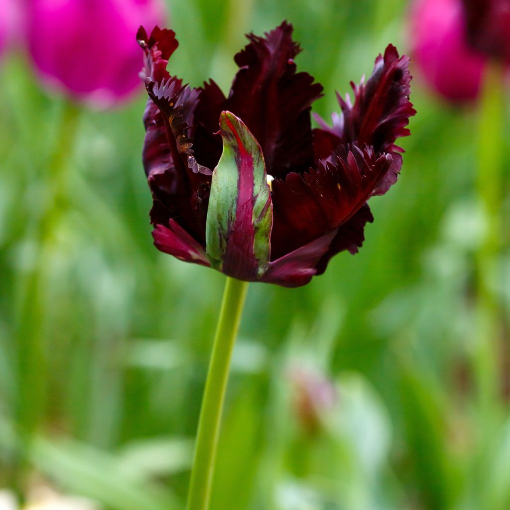 Papageien-Tulpe Black Parrot