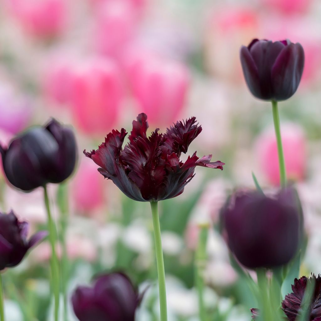 Papageien-Tulpe Black Parrot