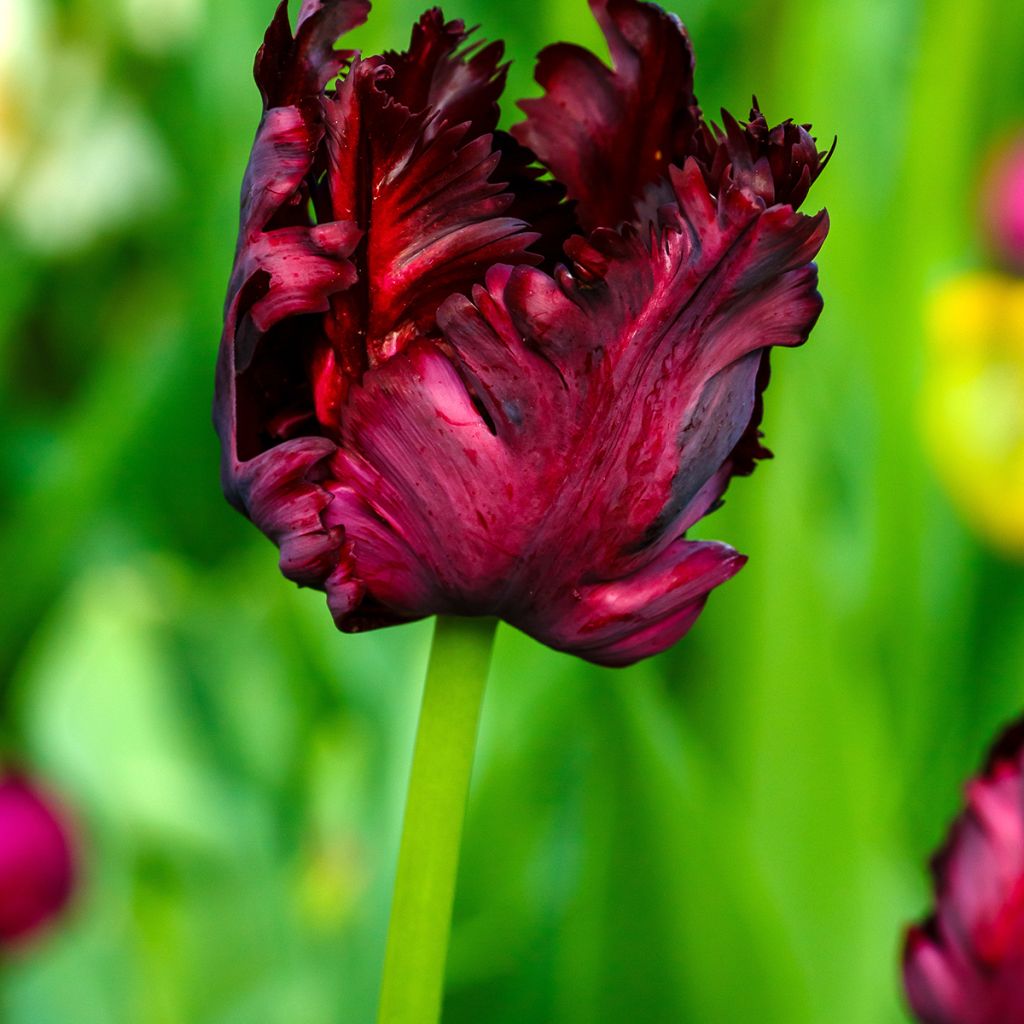 Papageien-Tulpe Black Parrot